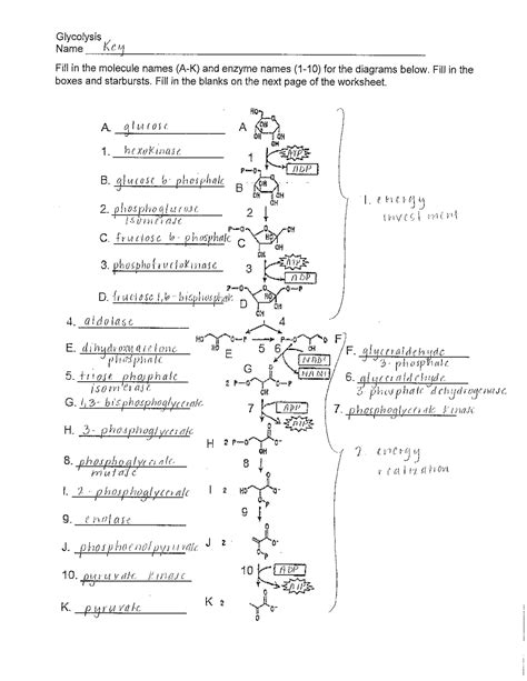 Glycolysis Worksheet Answer Key