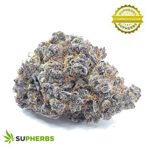 Gmo X Root Beer Strain