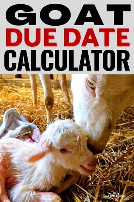 Plan Ahead with Our Goat Due Date Calculator for Successful Breeding and Kiddings