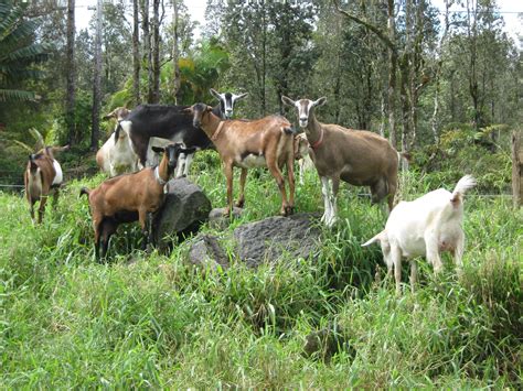 Goat Farm Hawaii