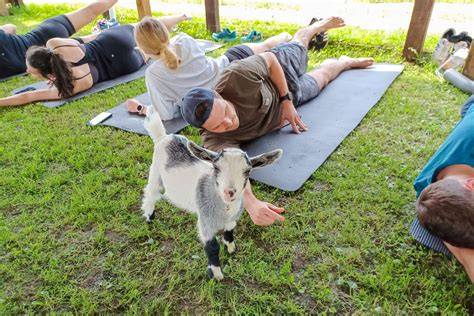 Goat Interactions Yoga
