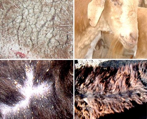 A Visual Guide to Goat Skin Problems: Uncovering Common Issues with Striking Pictures