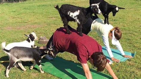 Goat Yoga Experience