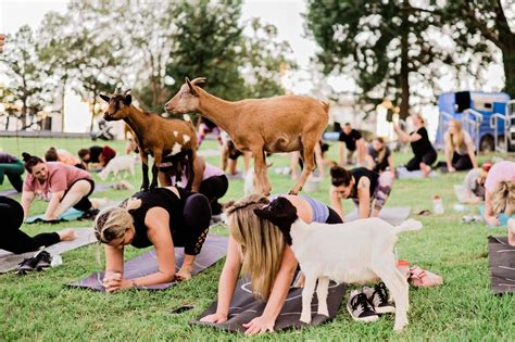 Goat Yoga Tips