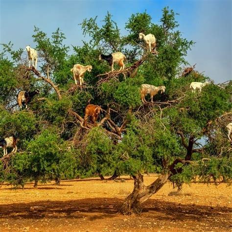 Goats Climbing Trees Morocco