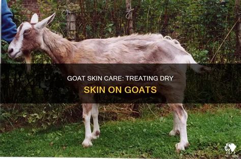 Unravelling the Mystery of Itchy Goats: A Comprehensive Guide to Tackling Dry Skin in Your Caprine Companions
