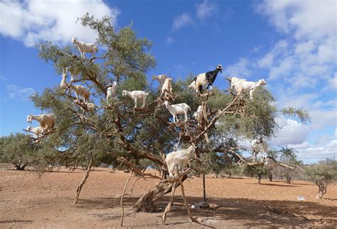 Goats on Trees Agadir