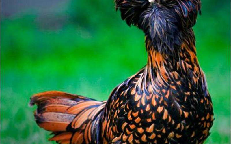 Gold Laced Polish Chicken Health