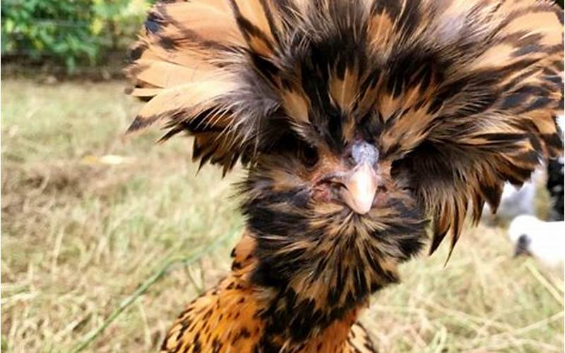 Gold Laced Polish Chicken Personality