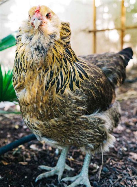 Gold Easter Egger