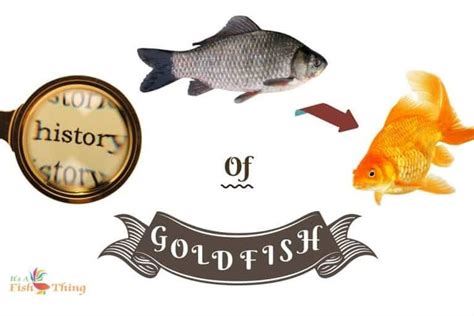 Gold Fish History