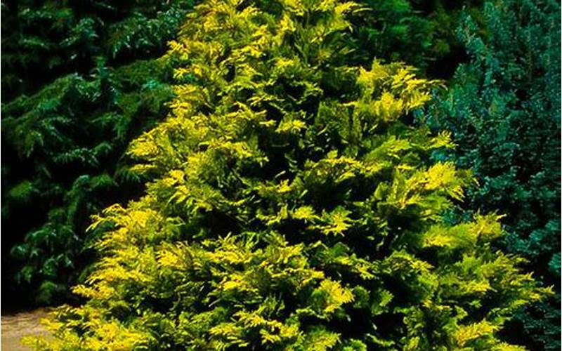 Golden Dwarf Hinoki Cypress Leaves