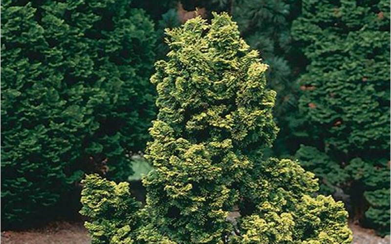 Golden Dwarf Hinoki Cypress Planting