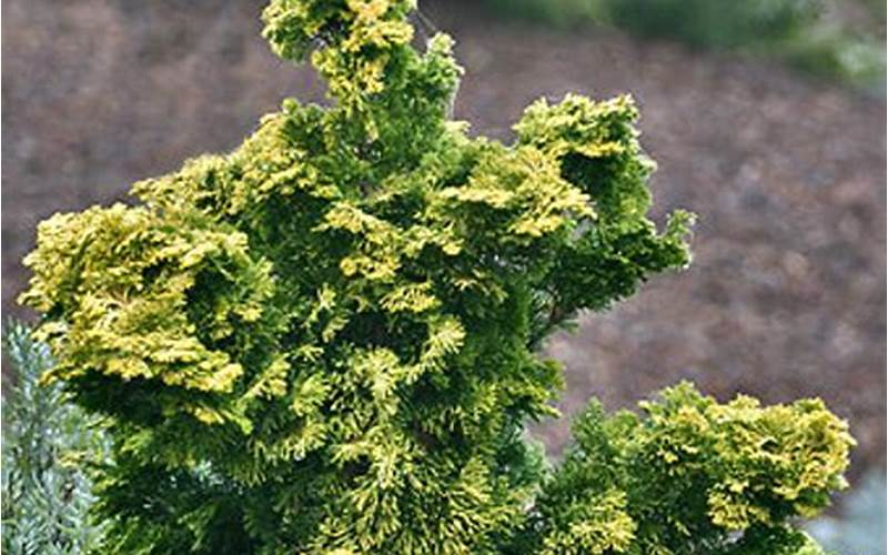 Golden Dwarf Hinoki Cypress Uses