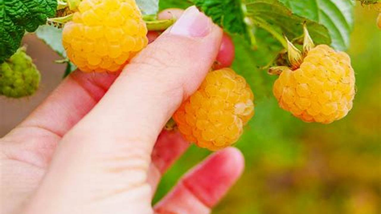 Golden Raspberry 2025