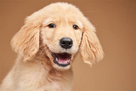At What Age Does A Golden Retriever’s Teeth Develop and Grow?