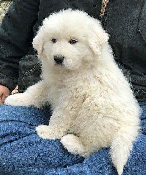Available Now! Male. 9035740467 Great pyrenees puppy, Great
