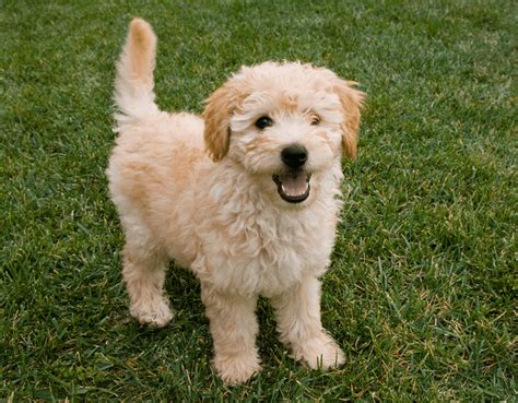 Golden Retriever Poodle Mix Puppy: A Unique And Adorable Breed