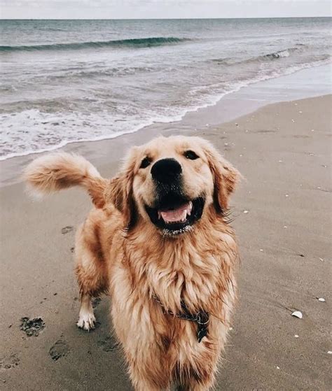 Golden Retriever Wallpaper Aesthetic Vsco Cute Puppies