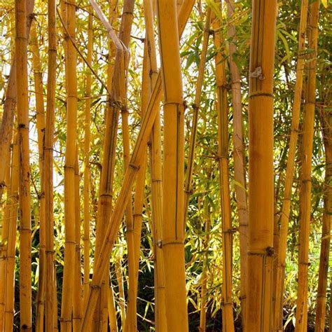 Golden Bamboo