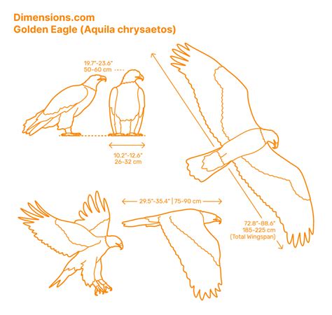 Golden Eagle Dimensions