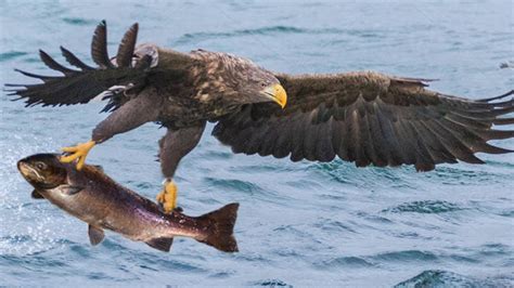 Golden Eagle Fishing Report