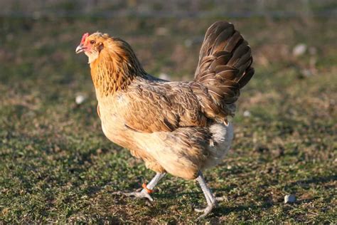 Golden Easter Egger