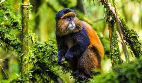 Golden Monkey Tracking Rwanda
