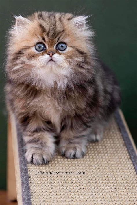 Golden Persian Cat