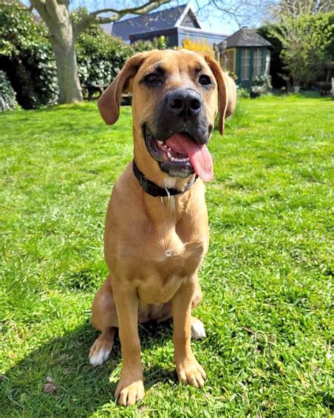 Golden retriever / Boxer mix this is what Maxwell will look like