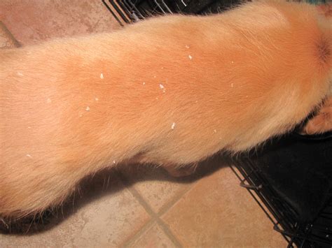Uncover the Secret to Transforming Your Golden Retriever's Flaky Skin into a Radiant Glow with These Tips and Tricks!