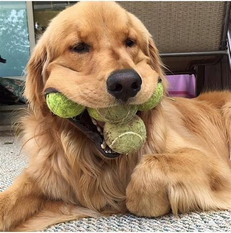 These 12 Adorable Golden Retrievers Will Make You A Better Person