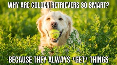 30 Best Golden Retriever Memes of All Time The Paws