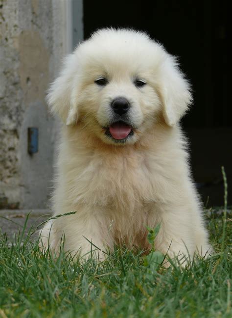 Golden Retriever Great Pyrenees Puppies For Sale