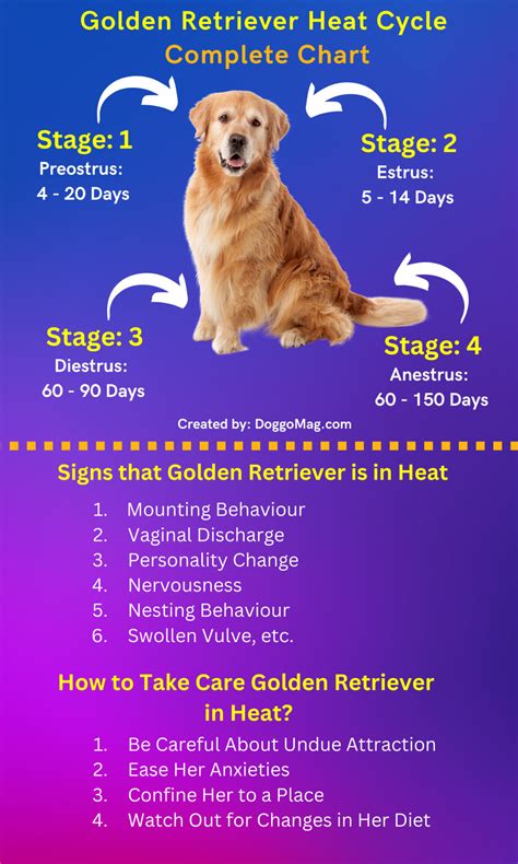 Golden Retriever Heat Cycle Chart
