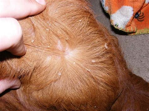 Golden Retrievers with Puzzling Itchy Skin: The Ultimate Guide to Understanding and Overcoming this Common Canine Conundrum