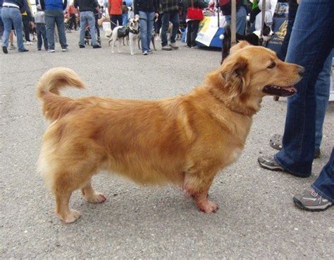 Have you ever seen a / golden retriever mix? rarepuppers