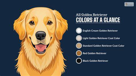 Golden Retriever Paint Color