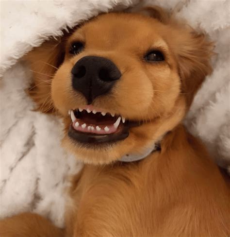 Golden Retriever Puppy Teeth