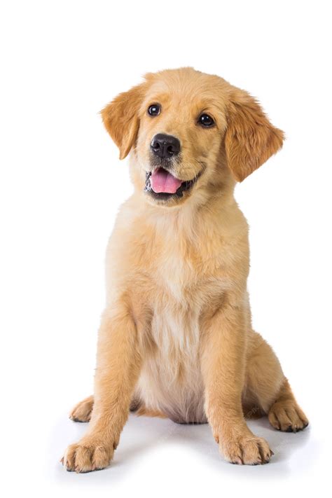 Golden Retriever Sitting Dog: A Perfect Companion For Your Relaxed
Lifestyle
