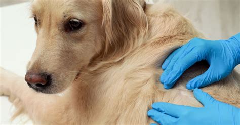 Unveiling the Hidden: The Truth About Golden Retriever Skin Conditions