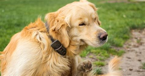 Golden Retrievers' Golden Coats: Solving the Common Skin Problems That Hinder Their Shine