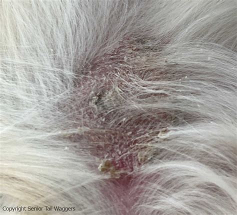 Unmasking the Root Cause of Golden Retriever's Skin Scabs: A Comprehensive Guide to Overcome Canine Dermatitis