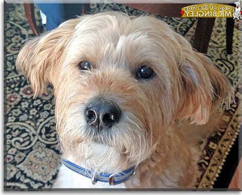 Golden Retriever Mixes 20 Great Crossbreeds You’ll Love Retriever