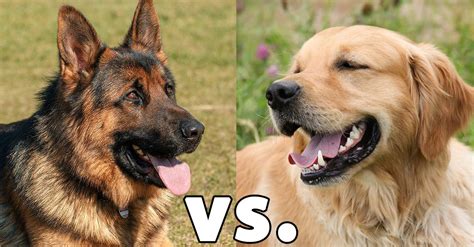 Which Is Better Golden Retriever Or German Shepherd