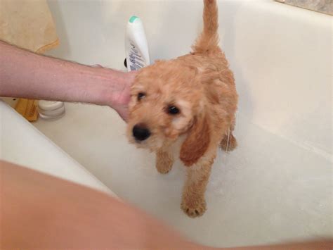 Goldendoodle bathing