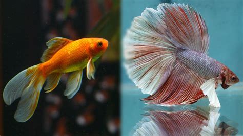 Goldfish And Betta