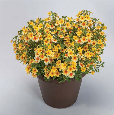 Goldstar Plant