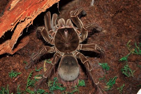 09:00 PM - Goliath Birdeater Tarantulas Leave Their Burrows
