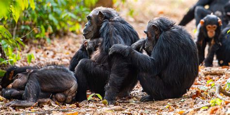 The Gombe Experience